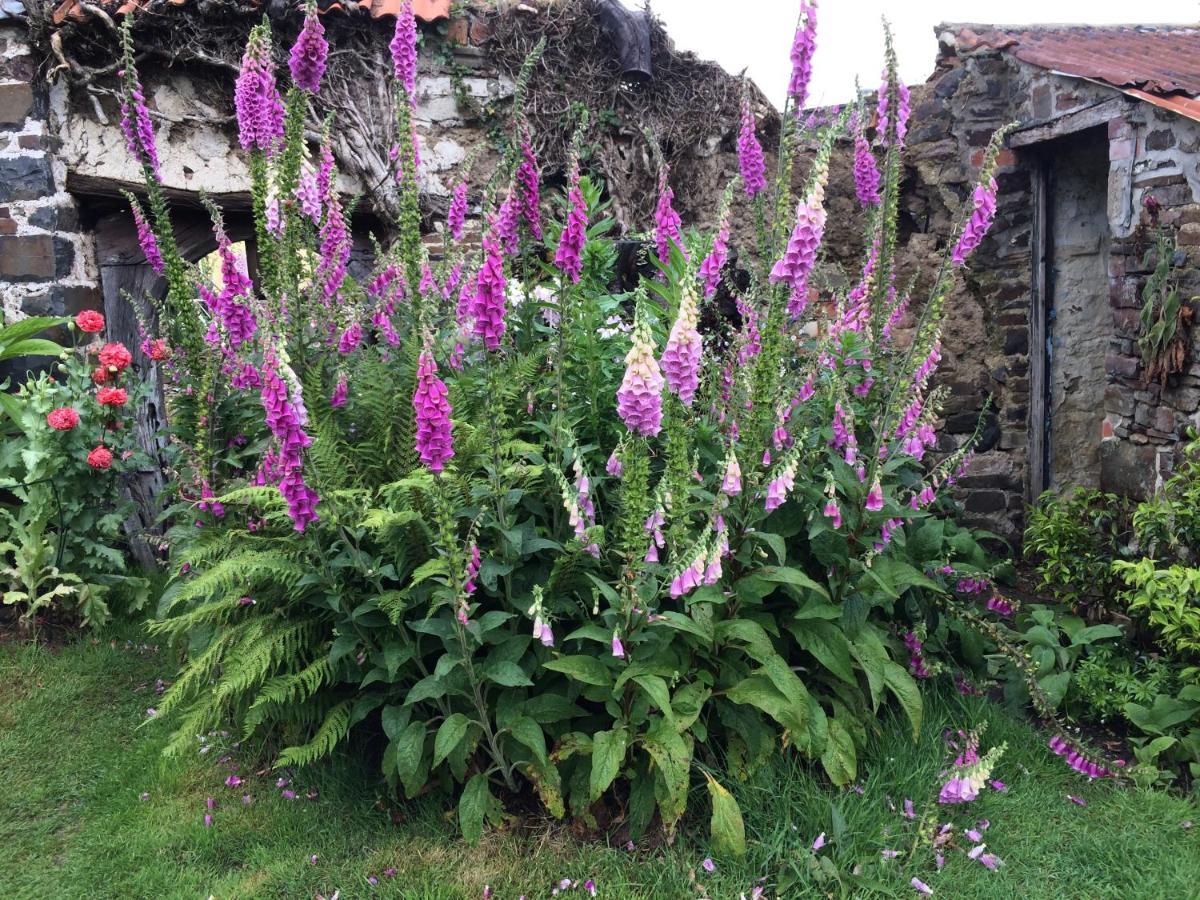 Frizenham Farmhouse Little Torrington 外观 照片