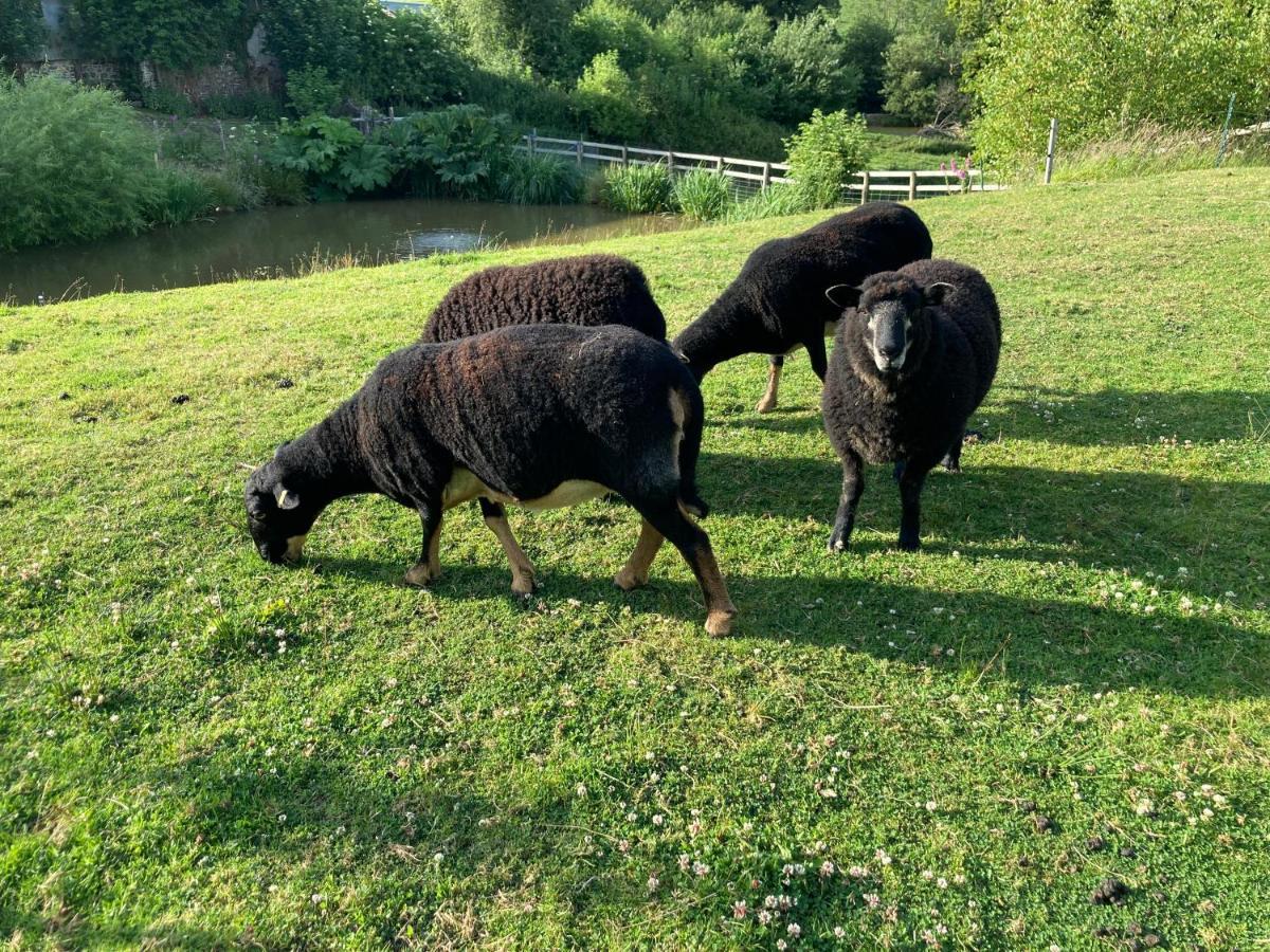 Frizenham Farmhouse Little Torrington 外观 照片